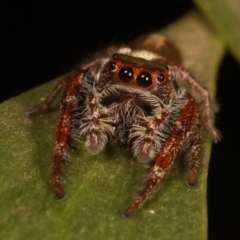 Opisthoncus grassator at Belconnen, ACT - 27 Apr 2021