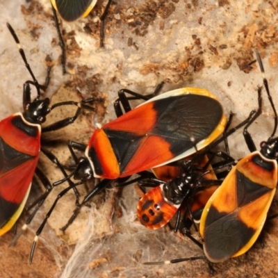 Dindymus versicolor (Harlequin Bug) at Belconnen, ACT - 27 Apr 2021 by kasiaaus