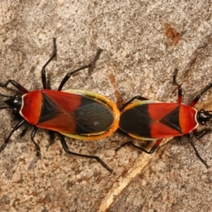 Dindymus versicolor at Belconnen, ACT - 27 Apr 2021 01:37 PM