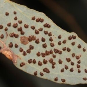 Spondyliaspis plicatuloides at Belconnen, ACT - 27 Apr 2021