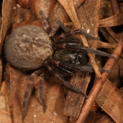 Badumna (genus) (Lattice-web spider) at Belconnen, ACT - 27 Apr 2021 by kasiaaus