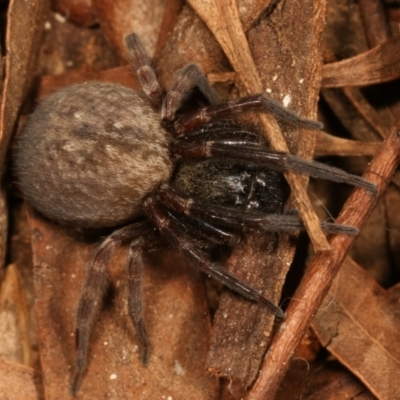 Badumna (genus) (Lattice-web spider) at Belconnen, ACT - 27 Apr 2021 by kasiaaus
