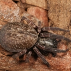 Badumna sp. (genus) at Belconnen, ACT - 27 Apr 2021