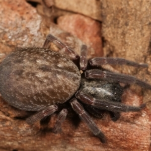 Badumna sp. (genus) at Belconnen, ACT - 27 Apr 2021