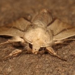 Leucania diatrecta at Melba, ACT - 27 Apr 2021