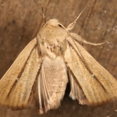 Leucania diatrecta at Melba, ACT - 27 Apr 2021