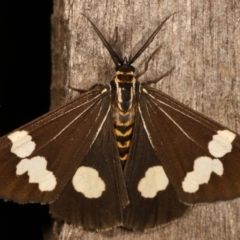 Nyctemera amicus (Senecio Moth, Magpie Moth, Cineraria Moth) at Melba, ACT - 27 Apr 2021 by kasiaaus