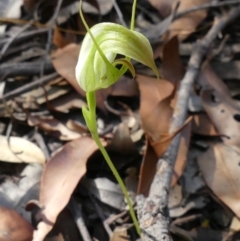 Pterostylis acuminata (Pointed Greenhood) at Wingecarribee Local Government Area - 30 Mar 2021 by Curiosity