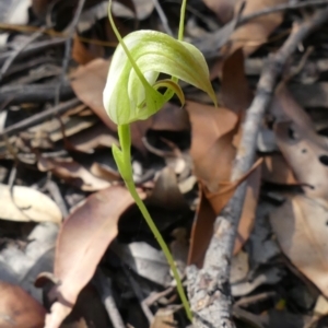 Pterostylis acuminata at Colo Vale, NSW - suppressed