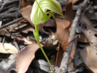 Pterostylis acuminata (Pointed Greenhood) at Colo Vale, NSW - 31 Mar 2021 by Curiosity