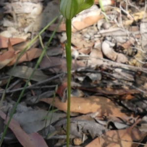 Pterostylis acuminata at Colo Vale, NSW - suppressed