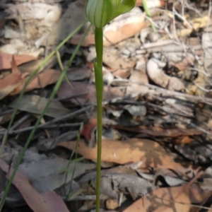 Pterostylis acuminata at Colo Vale, NSW - 31 Mar 2021