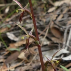Acianthus exsertus (Large Mosquito Orchid) at Thirlmere Lakes National Park - 14 Apr 2021 by Curiosity