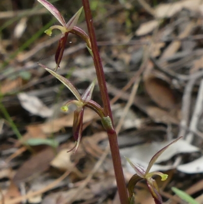 Acianthus exsertus (Large Mosquito Orchid) by Curiosity