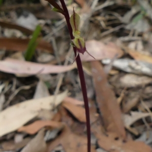 Acianthus exsertus at suppressed - 14 Apr 2021