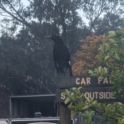 Strepera graculina (Pied Currawong) at Wodonga - 2 May 2021 by ChrisAllen