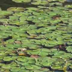 Marsilea mutica (Nardoo) at Isabella Pond - 4 Mar 2021 by michaelb