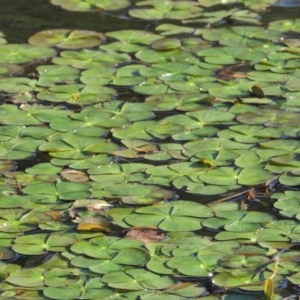 Marsilea mutica at Monash, ACT - 4 Mar 2021