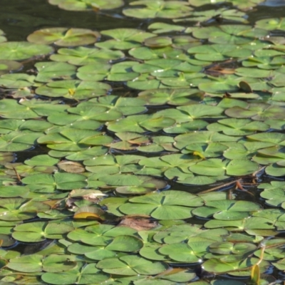 Marsilea mutica (Nardoo) at Isabella Pond - 4 Mar 2021 by michaelb