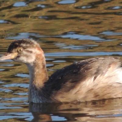 Tachybaptus novaehollandiae (Australasian Grebe) at Tuggeranong Creek to Monash Grassland - 4 Mar 2021 by michaelb