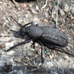 Talaurinus sp. (genus) (Talaurinus ground weevil) at Namadgi National Park - 14 Apr 2021 by Tapirlord