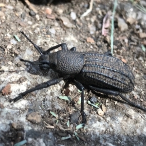 Talaurinus sp. (genus) at Cotter River, ACT - 14 Apr 2021