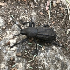 Talaurinus sp. (genus) at Cotter River, ACT - 14 Apr 2021