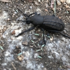 Talaurinus sp. (genus) at Cotter River, ACT - 14 Apr 2021