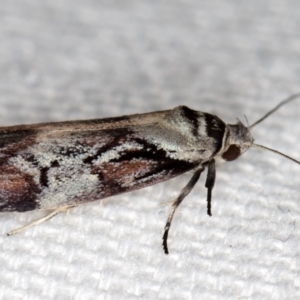 Oenochroa dinosema at Melba, ACT - 26 Dec 2020