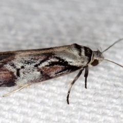 Oenochroa dinosema (A Concealer moth) at Melba, ACT - 26 Dec 2020 by Bron