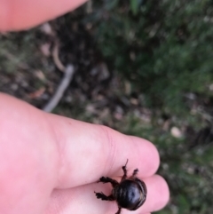 Unidentified Scarab beetle (Scarabaeidae) (TBC) at Cotter River, ACT - 14 Apr 2021 by Tapirlord