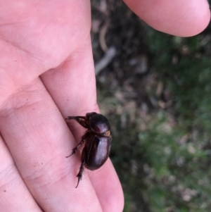 Dynastinae (subfamily) at Cotter River, ACT - 14 Apr 2021 02:17 PM