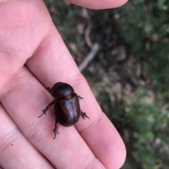 Dynastinae (subfamily) at Cotter River, ACT - 14 Apr 2021 02:17 PM