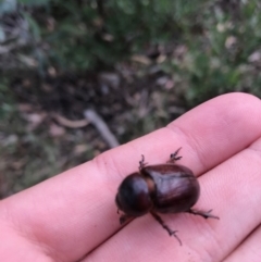 Dynastinae (subfamily) at Cotter River, ACT - 14 Apr 2021