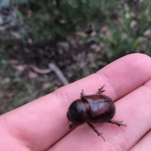 Dynastinae (subfamily) at Cotter River, ACT - 14 Apr 2021 02:17 PM