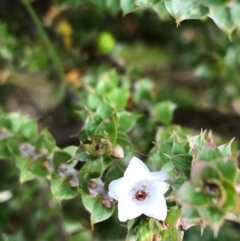 Epacris breviflora (Drumstick Heath) at Paddys River, ACT - 14 Apr 2021 by Tapirlord