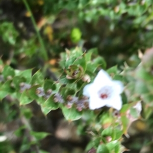 Epacris breviflora at Paddys River, ACT - 14 Apr 2021