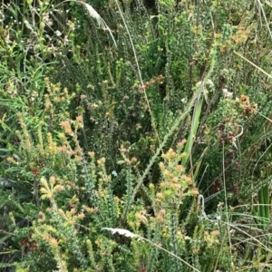Epacris breviflora at Paddys River, ACT - 14 Apr 2021