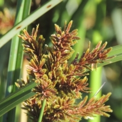 Cyperus exaltatus (Tall Flat-sedge, Giant Sedge) at Monash, ACT - 4 Mar 2021 by michaelb