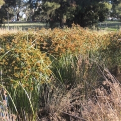 Cyperus exaltatus at Monash, ACT - 4 Mar 2021