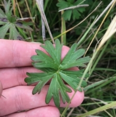 Geranium neglectum at Paddys River, ACT - 14 Apr 2021