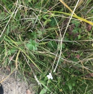 Geranium neglectum at Paddys River, ACT - 14 Apr 2021