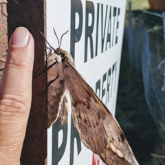 Chelepteryx collesi (White-stemmed Gum Moth) at Greenway, ACT - 2 May 2021 by jeremyahagan