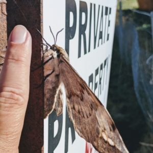 Chelepteryx collesi at Greenway, ACT - 3 May 2021