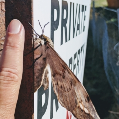 Chelepteryx collesi (White-stemmed Gum Moth) at Greenway, ACT - 3 May 2021 by jeremyahagan