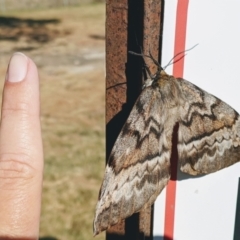 Chelepteryx collesi at Greenway, ACT - 3 May 2021