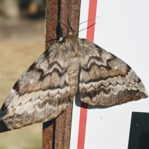 Chelepteryx collesi at Greenway, ACT - 3 May 2021