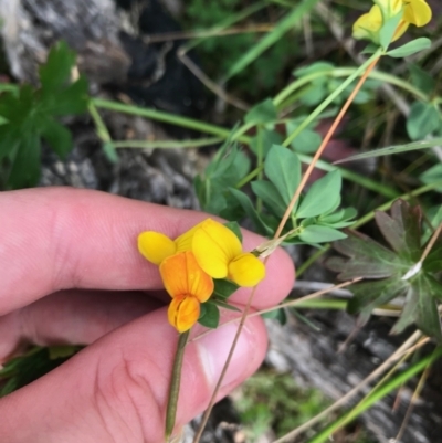 Lotus corniculatus (Birds-Foot Trefoil) at Paddys River, ACT - 14 Apr 2021 by Tapirlord