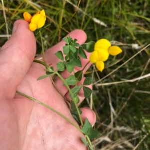 Lotus corniculatus at Paddys River, ACT - 14 Apr 2021