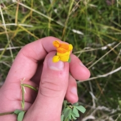 Lotus corniculatus at Paddys River, ACT - 14 Apr 2021